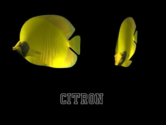 Lemon fish 3 (by Renan LAVAREC)