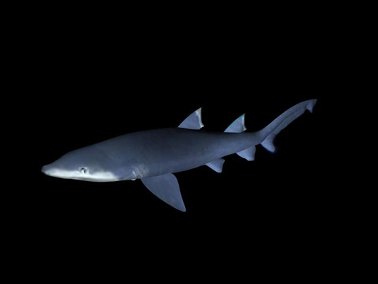 Shark 3 (by Renan LAVAREC)